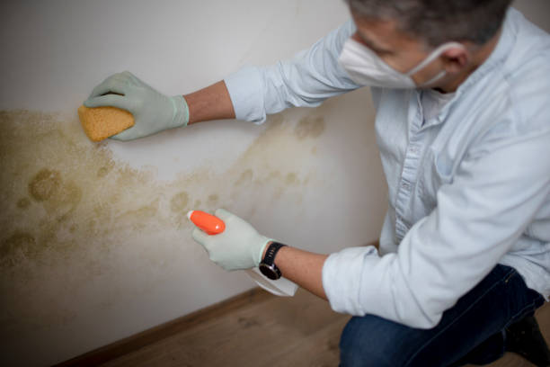 Best Kitchen Mold Remediation in Messiah College, PA