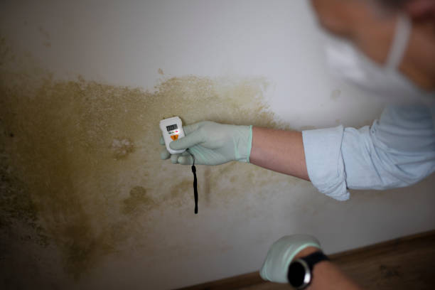 Best Emergency Mold Remediation in Messiah College, PA