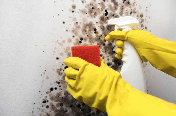 Best Insurance-Related Mold Remediation in Messiah College, PA